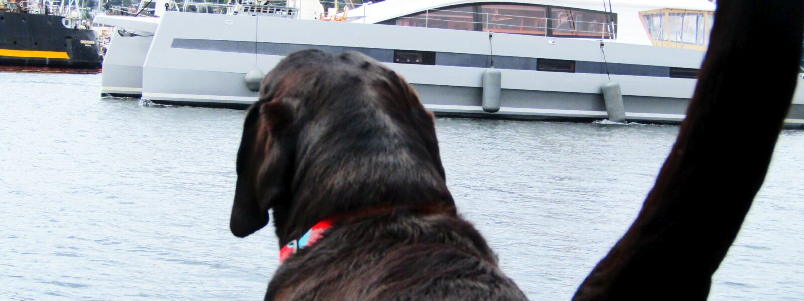 Seattle Easter Boat Parade, Lake Union, WA, SYC, Opening Day Boating, NW Yachting, Salty Dog Boating