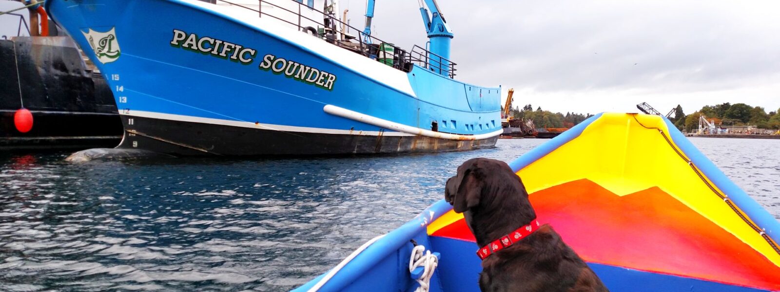 Seattle Easter Boat Parade, Salty Dog Boating, NW Yachting, NW Sailing, Shilshole Bay, Salty Dog Boating